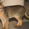 ic-abyssinian