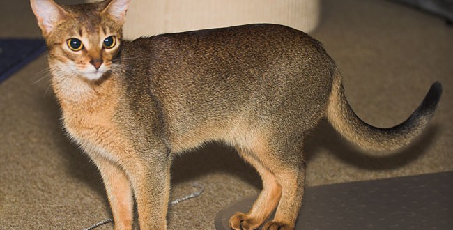 ic-abyssinian
